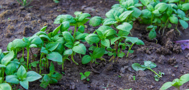 庭のベッド。セレクティブフォーカス - vegetable garden vegetable high angle view weeding ストックフォトと画像