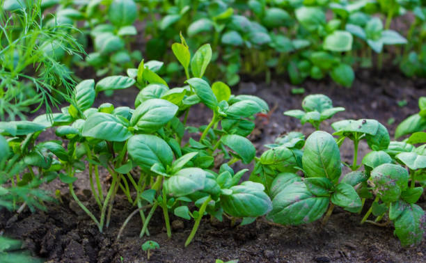 istock beds in the garden.Selective focus 1472538187