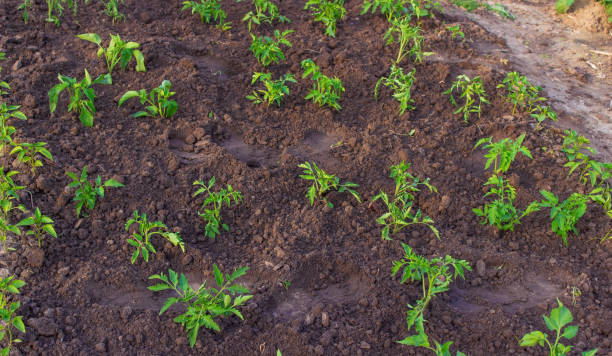 庭のベッド。セレクティブフォーカス - vegetable garden vegetable high angle view weeding ストックフォトと画像