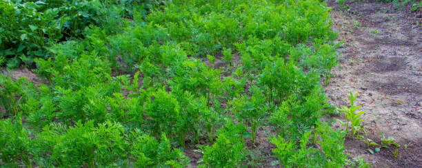 庭のベッド。セレクティブフォーカス - vegetable garden vegetable high angle view weeding ストックフォトと画像