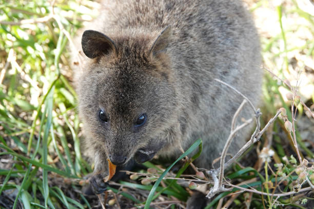 istock Quokka Rottnest Island 1472538266