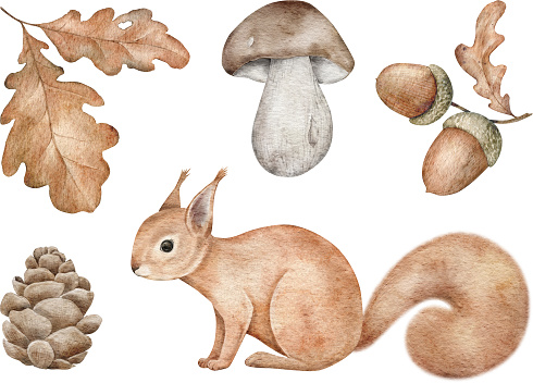 Watercolor woodland animal, Squirrel, pine cone, leaves, boletus and acorn for wall stickers, posters, invitation and greeting cards. Hand-drawing design element.