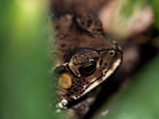 istock Close-up of the face of a Toad Bufo melanostictus 1472538687