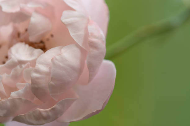 istock Close-up delicate Plume rose petals as nature background 1472538721