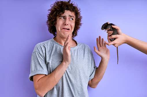 scared man is afraid of rodents, female hands brings the rat closer to the guy, curly guy is frightened
