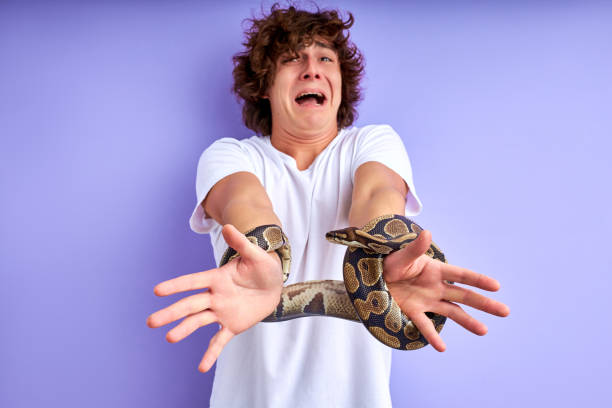 エキゾチックなヘビは男の手を縛り、おびえた男性 - female color image human head studio shot ストックフォトと画像