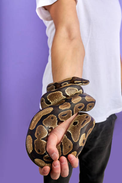 istock unusual exotic snake in hands of man 1472539067