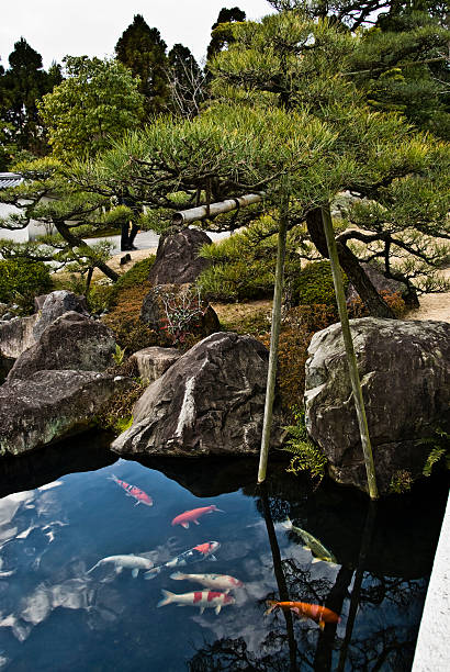japanese garden with fish stock photo