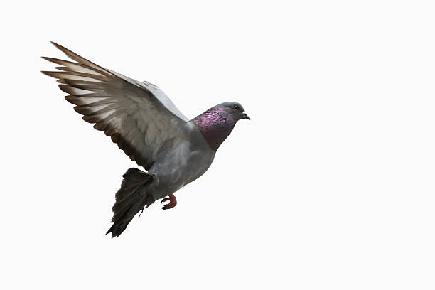 Pigeon flying stock photo