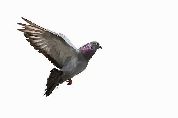 Photo of Pigeon flying