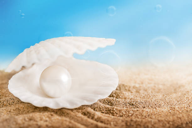 A pristine white shell sits atop weathered driftwood, showcasing nature's beauty and simplicity.