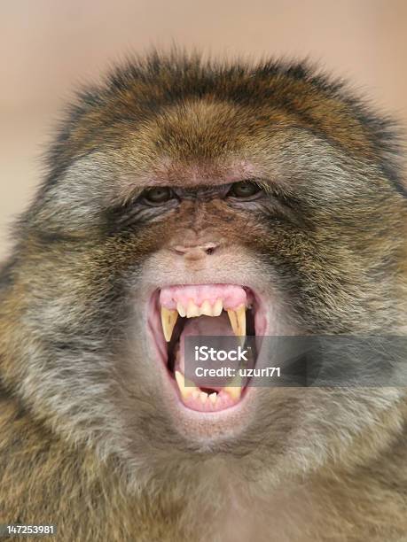 Berberaffe Stockfoto und mehr Bilder von Makake - Makake, Affe, Bedrohung