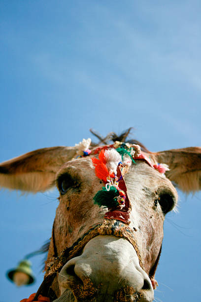 Peek-a-boo, donkey sees you! Part II.