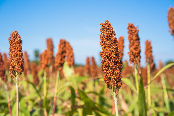 istock Sorghum or Millet field agent blue sky background 1472540700