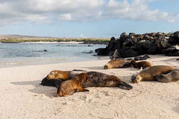 istock several Galapagos sea lions (Zalophus wollebaeki) lying at shore with white sand 1472540859
