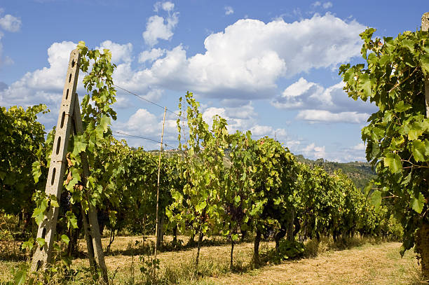 Vignobles du Chianti - Photo