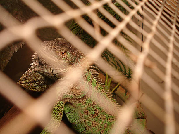 Iguana Staring Through Cage stock photo