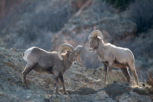 Two Big Horn ram sheep close up, near Pikes Peak standing high on a rock outcrop in the Garden of the Gods with massive sandstone rock formation in background in Colorado Springs, Colorado USA of North America.