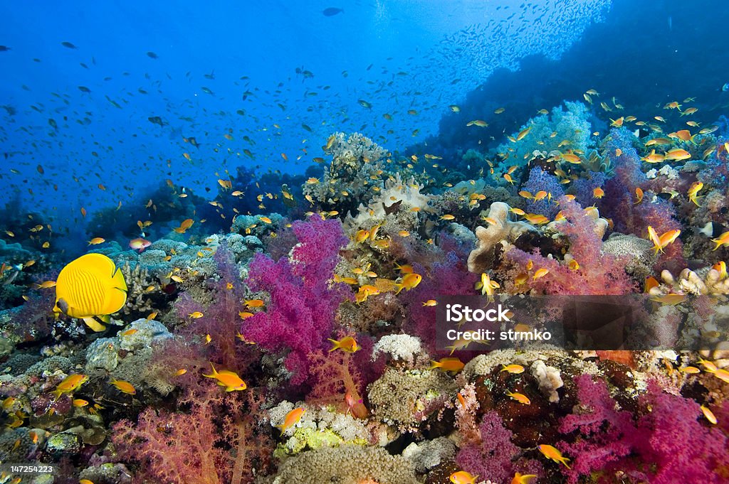 Barriera corallina del Mar Rosso - Foto stock royalty-free di Branco di pesci