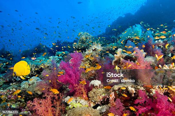 紅海のリーフ - 魚群のストックフォトや画像を多数ご用意 - 魚群, まぶしい, アフリカ
