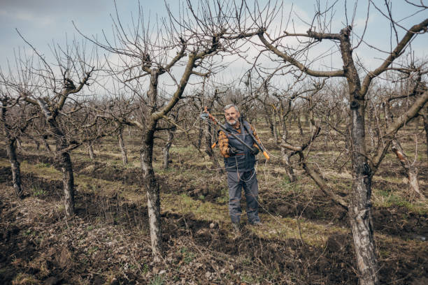 Pruning the orchard, an active senior prunes the orchard