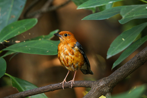 Orange Headed Thrush bird perched on a small tree branch.