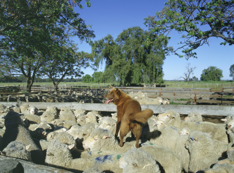A Sheep dog on the back of merino ewes in yards at Boonoke Merino stud. NSW.