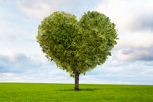Green tree isolated in heart shape