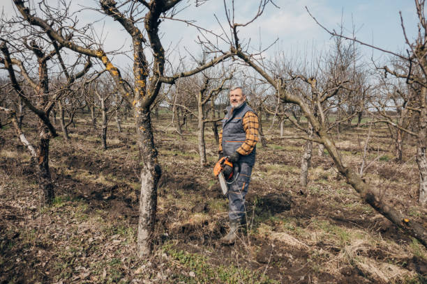 istock Pruning trees in an orchard, a farmer uses a chainsaw 1472543214