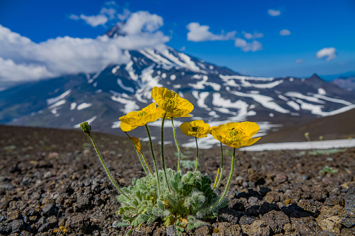 Pioneer species. Arctic poppy (Papaver radicatus) on volcanic slag against the backdrop of a volcano. Slag is small pieces of various shapes porous lava containing inorganic nutrients. Kamchatka