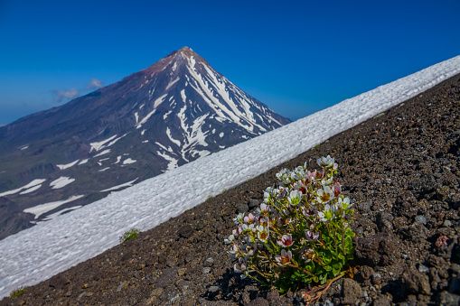 Pioneer species. Blooming saxifrage (Saxifraga sp.) on volcanic slag (soils are called andisols) against the background of volcanoes and snowfields