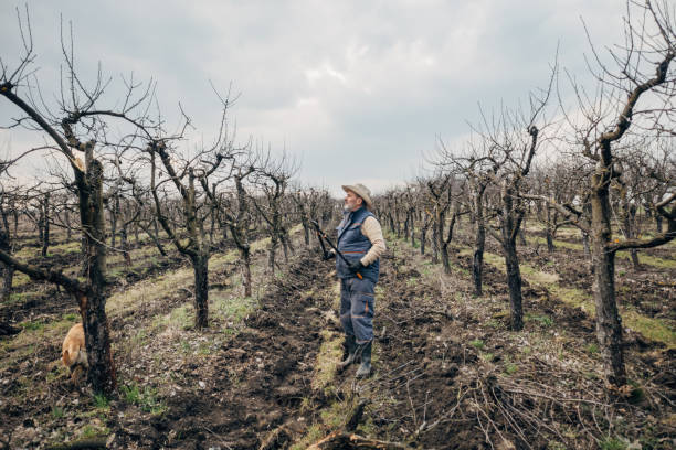 A farmer with pruning equipment in an orchard