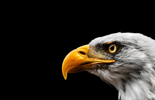 a screaming bald eagle on a black background with amber eye