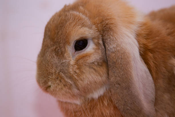 istock Cute rabbit standing on white background carpet. Rabbit  Bunny. Bunny on white background. holland lop 1472543906