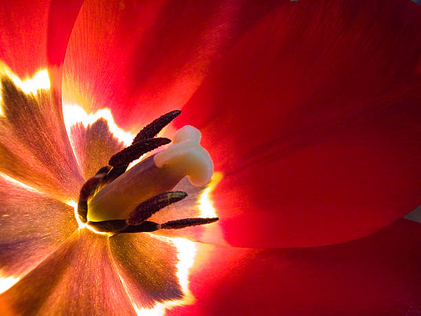 Tulip stock photo