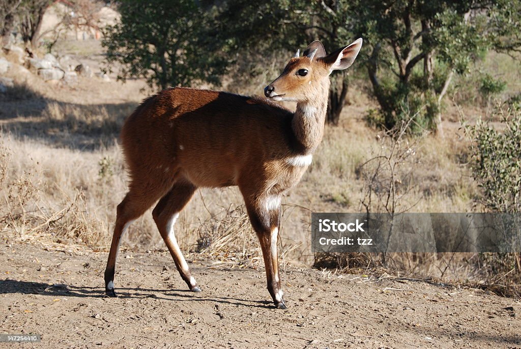 Young antelope Young antelope, Kruger National Park, South Africa Animal Stock Photo