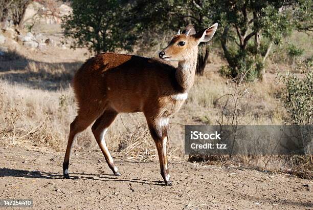 Young Antelope Stock Photo - Download Image Now - Animal, Animals In The Wild, Antelope