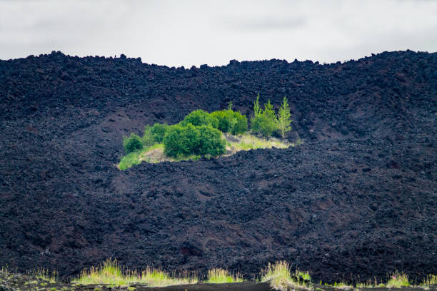 The edge of the lava field, tephra. Volcanic lava goes around the hill and the forest island: dwarf alder (Alnus kamtschatica), birch (Betulaceae) remains. Kamchatka