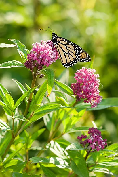 Monarch Butterfly on Milkweed Plant