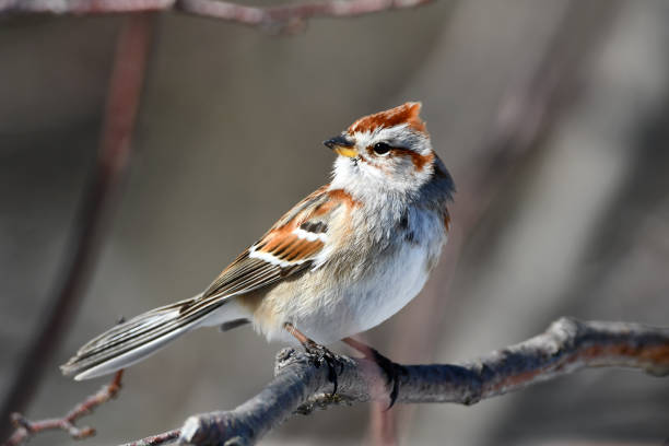 птица древесный воробей - tree sparrow стоковые фото и изображения
