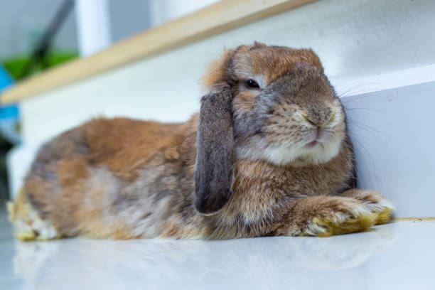 istock Cute rabbit sleeping on white background carpet. Rabbit  Bunny. Bunny on white background. holland lop 1472546957