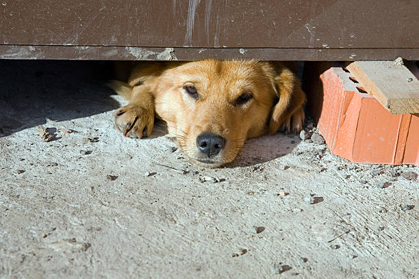 Cão a dormir na área de Construção - fotografia de stock