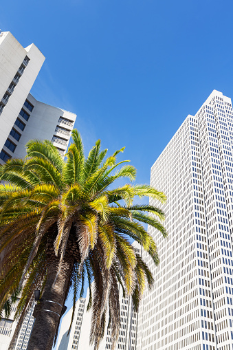Buildings and palm tree of downtown against blue sky