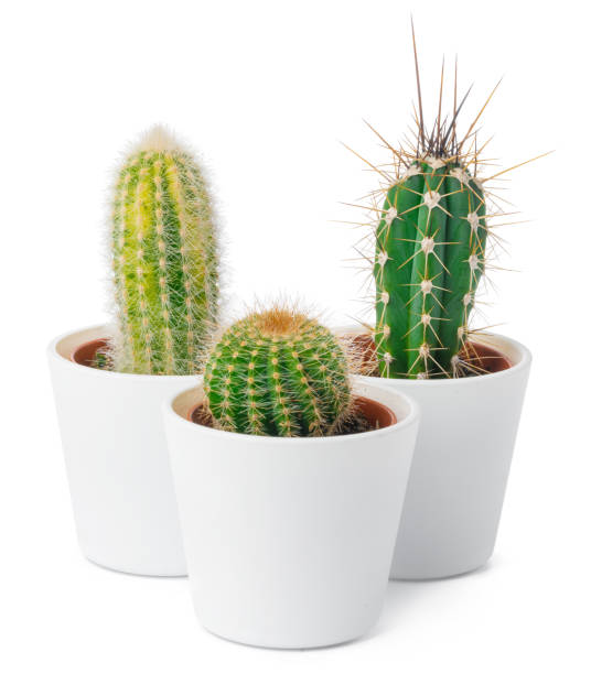 istock different types of cactus isolated on white background 1472548646