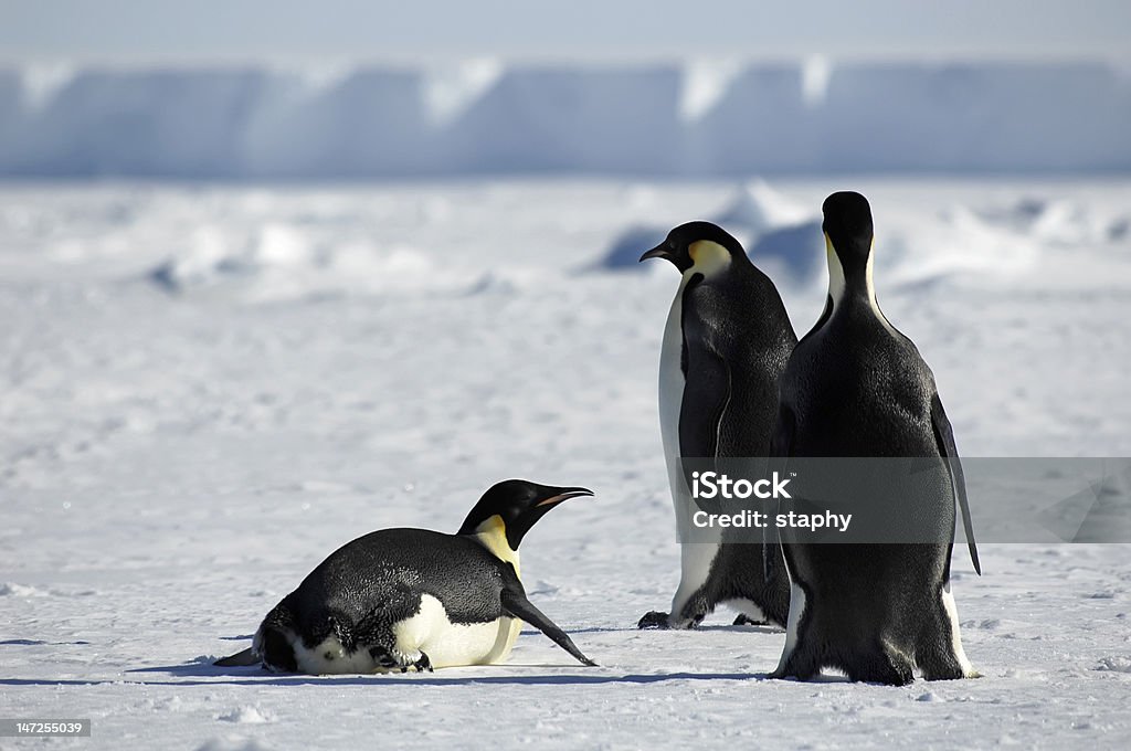 Pingwin grupy Antarktyda - Zbiór zdjęć royalty-free (Antarktyda)