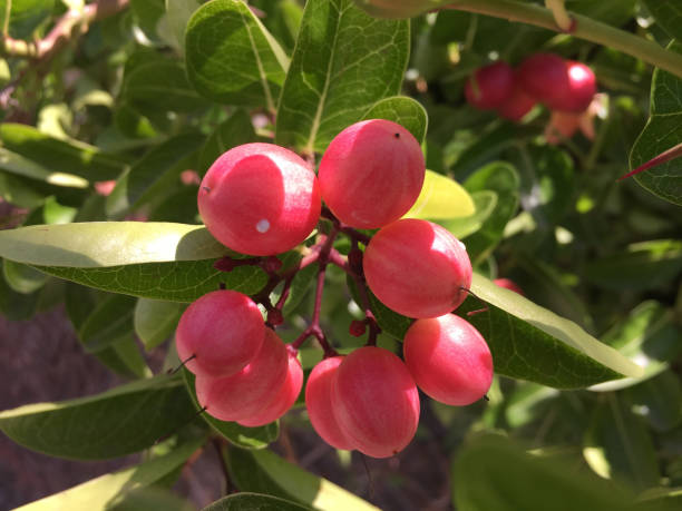 istock Ripe and delicious Karanda Carissa Carandas 1472552096