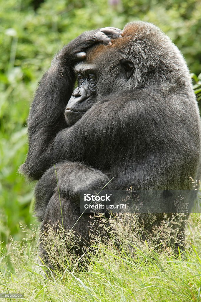 Gorila das terras baixas - Royalty-free Cabelo Grisalho Foto de stock