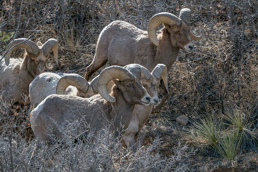 Herd Big Horn ram sheep, near Pikes Peak moving in the Garden of the Gods in Colorado Springs, Colorado USA of North America.
