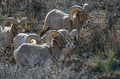 Herd of Big Horn ram sheep grazing in the Garden of the Gods in Colorado Springs, Colorado USA of North America