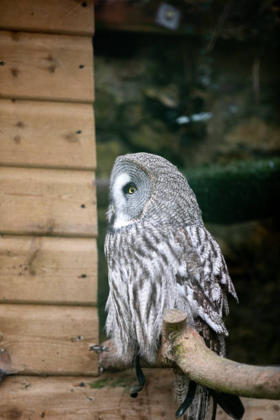istock A great grey owl perched in an enclosure at a wildlife sanctuary. 1472553485